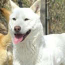 하룻강아지 이미지