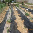 바보농장 이미지