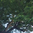 성흥로97번길 | [충남 부여 여행] 해돋이, 노을, 포토존명소 성흥산 사랑나무｜주차정보와 방문후기