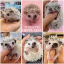 미니펫스쿨(Minipet School) | 애완 고슴도치 분양 가격 키우기 수명까지 미니펫스쿨에서 알려드려요