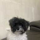 파파펫살롱 이미지