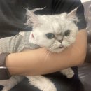 묘발소 이미지