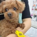 발바닥 | [🐾강아지 발바닥 상처 병원 후기] 산책 후 피가 난다면? - 응급진료부터 치료·관리까지