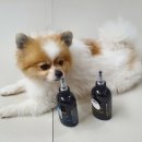 엔젤스 도그 이미지