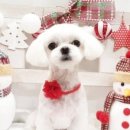 써니애견 미용실 이미지