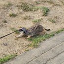 GS25시 비래센트럴점 | 반포 한강공원 주차/나혼산 박나래 노모어피자/영화 잠 내돈내산