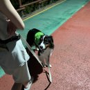 G식백과 | 대형견 강아지 산책 필수템 풉백 똥츄가방 G백 G파우치 분볼