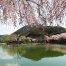 영산 만년교 이미지