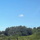 푸른푸릇 이미지