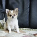 한국참피온 이미지