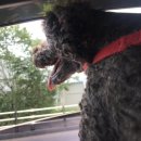 네모강아지 | 포항/경주 애견카페 네모 강아지[수영장 애견카페] 🐶