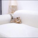 유앤미펫 강아지분양 고양이분양 위례점 이미지