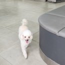 24시청주나음동물메디컬 | 9일 푸들 허리 통증 청주 용암동 24시나음동물메디컬 청주롯데시네마용암점1층