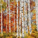 자작나무 숲 이미지