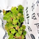 흥농종묘농약 이미지