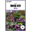 콩꽃씨 쇼핑하우
