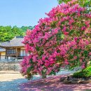 "지금 가면 배롱나무꽃 절정 볼 수 있다고?"... 현재 무료 개방 중인 여름꽃 만개한 300년 고택 이미지