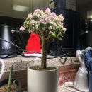 새로나화원 이미지