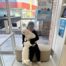 더클래스동물메디컬센터 | 2년 앓던 강아지 갈색 귀지, 딱 3번 만에 완치!