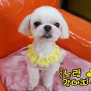 쪼꼬만애견용품
