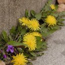 달콤한 민들레의 속 이미지