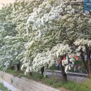 나무위에 새하얀 눈꽃이 내렸어요… 봄꽃 감상하러 떠나는 이팝나무 명소 4곳 이미지