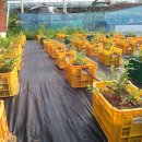 예성농장 이미지