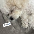 지켜줄개 이미지