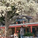 해맞이타운아파트 | 부산 목련 명소 성암사 만개 후기