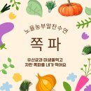 쪽파 파는 노을농부