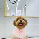 댕편한세상 이미지