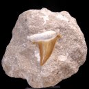 신생대의 화석들 (66백만년전 ~ 현대) 이미지