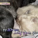 보다더동물농장 이미지