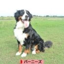 도그클럽 이미지