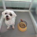 명지크리닝 | 명지강아지유치원 추천, 프리미엄 케어 시스템 킨더퍼피 방문 후기