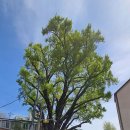 딜쿠샤(Dilkusha) - 서울 앨버트 테일러 가옥 이미지