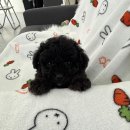 퍼피플라워 이미지