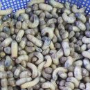 대박4농장 이미지