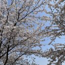 번암리 조천연꽃공원1 이미지