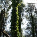 숲속의 휴식 이미지