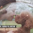 지니스토아
