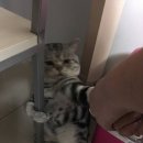 나만고양이없어 이미지