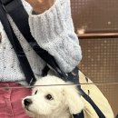 노형 꿈 동물병원 이미지