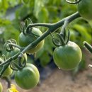 해피농장 이미지