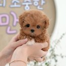 백설 애견샵 이미지