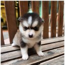 바른 애견 이미지