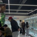 인천강아지분양 테디럽 이미지