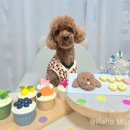 청키딩키 | 영통 강아지 케이크 청키딩키 픽업 맞춤 제작 수제 케이크 후기