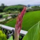 칸나(Canna)