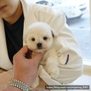 인천강아지분양 홍스퍼피 본점 | 인천강아지분양 제대로 느낀 하루, 인천강아지분양 홍스퍼피에서 심쿵후기